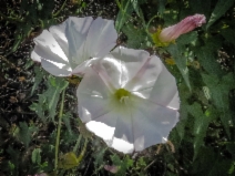 Calystegia macrostegia ssp. cyclostegia