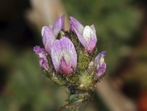 Astragalus didymocarpus var. didymocarpus