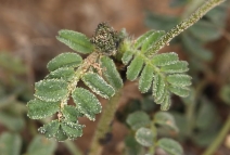 Astragalus didymocarpus var. didymocarpus