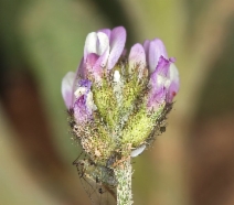 Astragalus didymocarpus var. didymocarpus