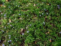 Ceanothus hearstiorum