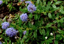 Ceanothus hearstiorum