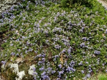 Ceanothus hearstiorum