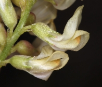 Astragalus douglasii var. douglasii