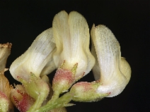 Astragalus douglasii var. douglasii