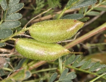 Astragalus douglasii var. douglasii