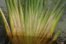 Typha domingensis
