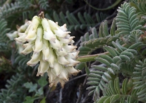 Astragalus nuttallii var. nuttallii