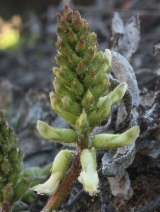 Astragalus nuttallii var. nuttallii