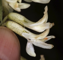 Astragalus oxyphysus