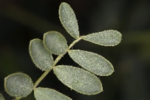 Astragalus oxyphysus