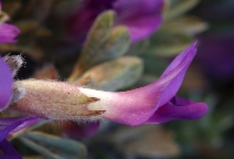 Astragalus purshii