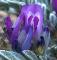 Astragalus purshii