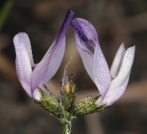 Astragalus rattanii var. jepsonianus