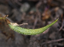 Astragalus rattanii var. jepsonianus