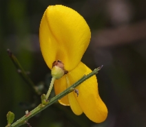 Cytisus scoparius