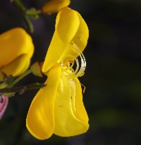Cytisus scoparius