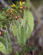 Cytisus scoparius
