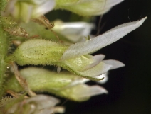 Glycyrrhiza lepidota