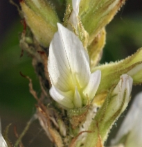 Glycyrrhiza lepidota