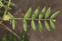 Glycyrrhiza lepidota