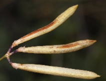 Lotus crassifolius