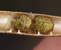 Lotus crassifolius