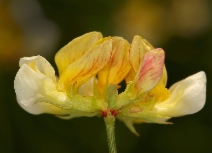 Hosackia pinnata