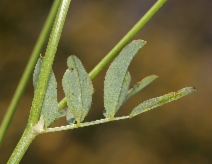 Hosackia pinnata