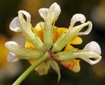 Hosackia pinnata
