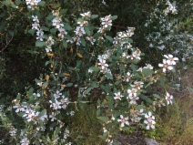 Leptospermum laevigatum