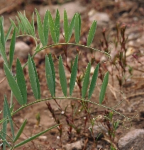 Lathyrus lanszwertii - Calflora