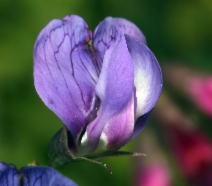 Lathyrus japonicus