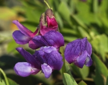 Lathyrus japonicus