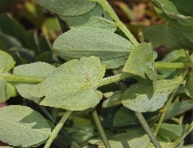 Lathyrus japonicus