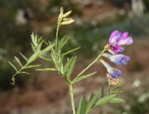Lathyrus lanszwertii - Calflora