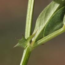 Lathyrus lanszwertii - Calflora