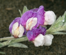 Lathyrus littoralis