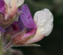 Lathyrus littoralis