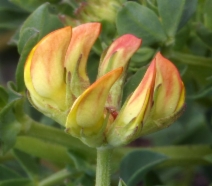 Lotus corniculatus