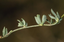 Lotus corniculatus