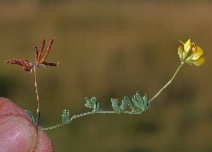 Lotus corniculatus