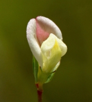 Acmispon parviflorus