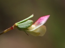 Acmispon parviflorus