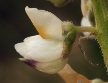 Lupinus albicaulis