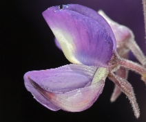 Lupinus arboreus