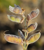 Lupinus arboreus