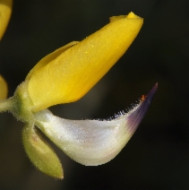 Lupinus arboreus