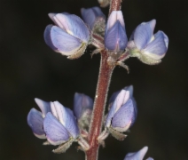 Lupinus argenteus