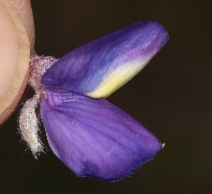 Lupinus albifrons